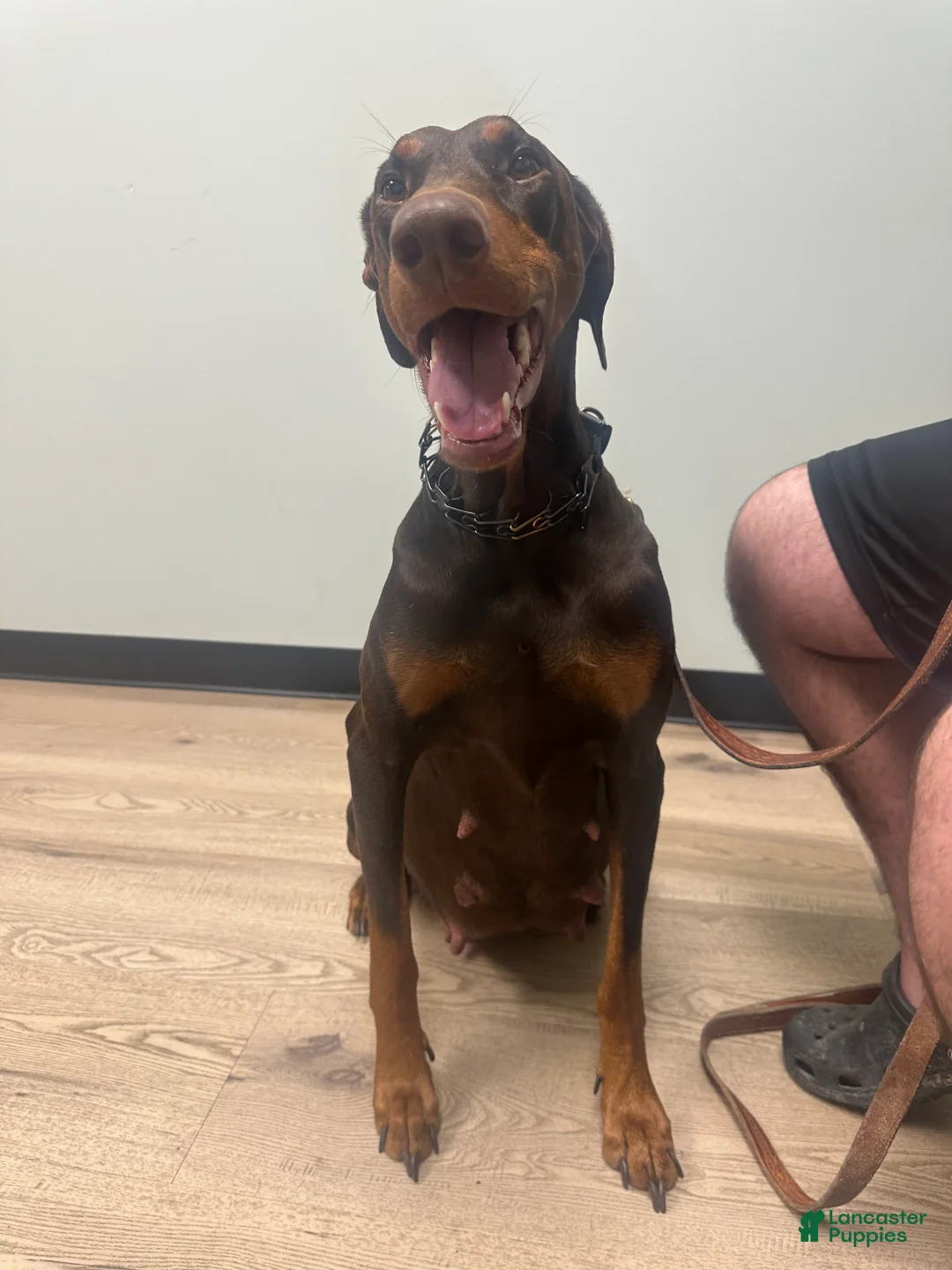 Doberman Pinscher dogs for sale: Doberman Pinscher 9 - Ad 2