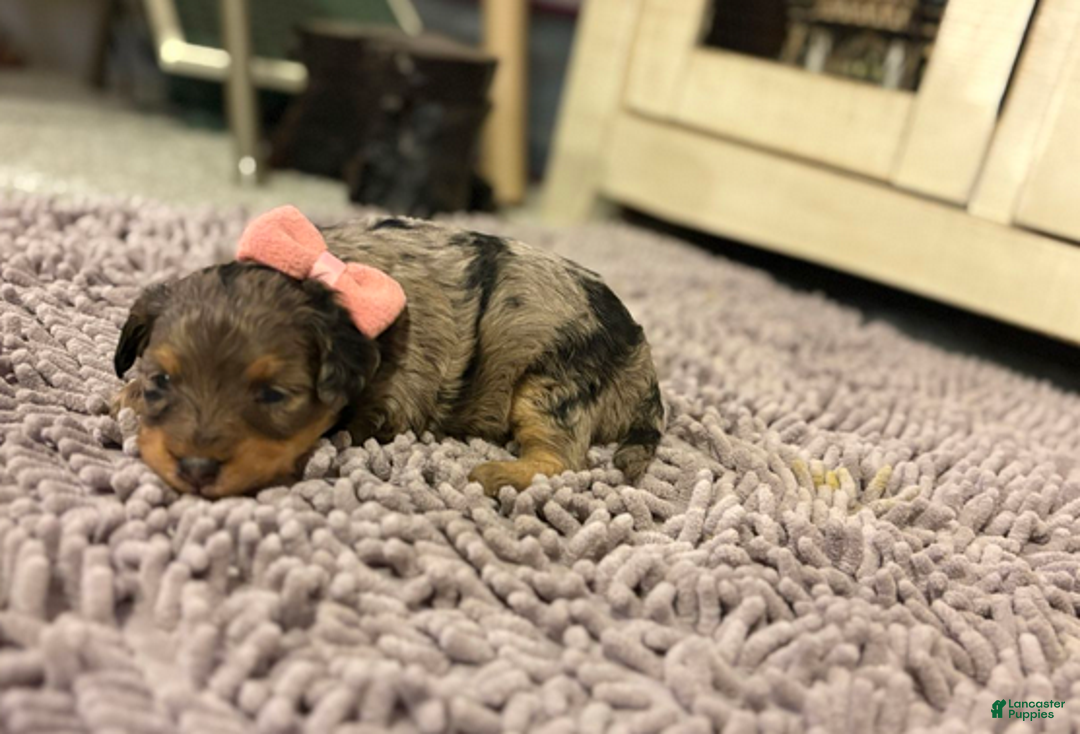 Mixed Breed dogs for sale: Aurora - Ad 3