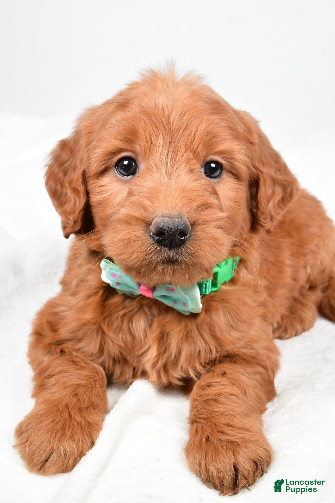 Mini Goldendoodle dogs for sale: Brady - Ad 9
