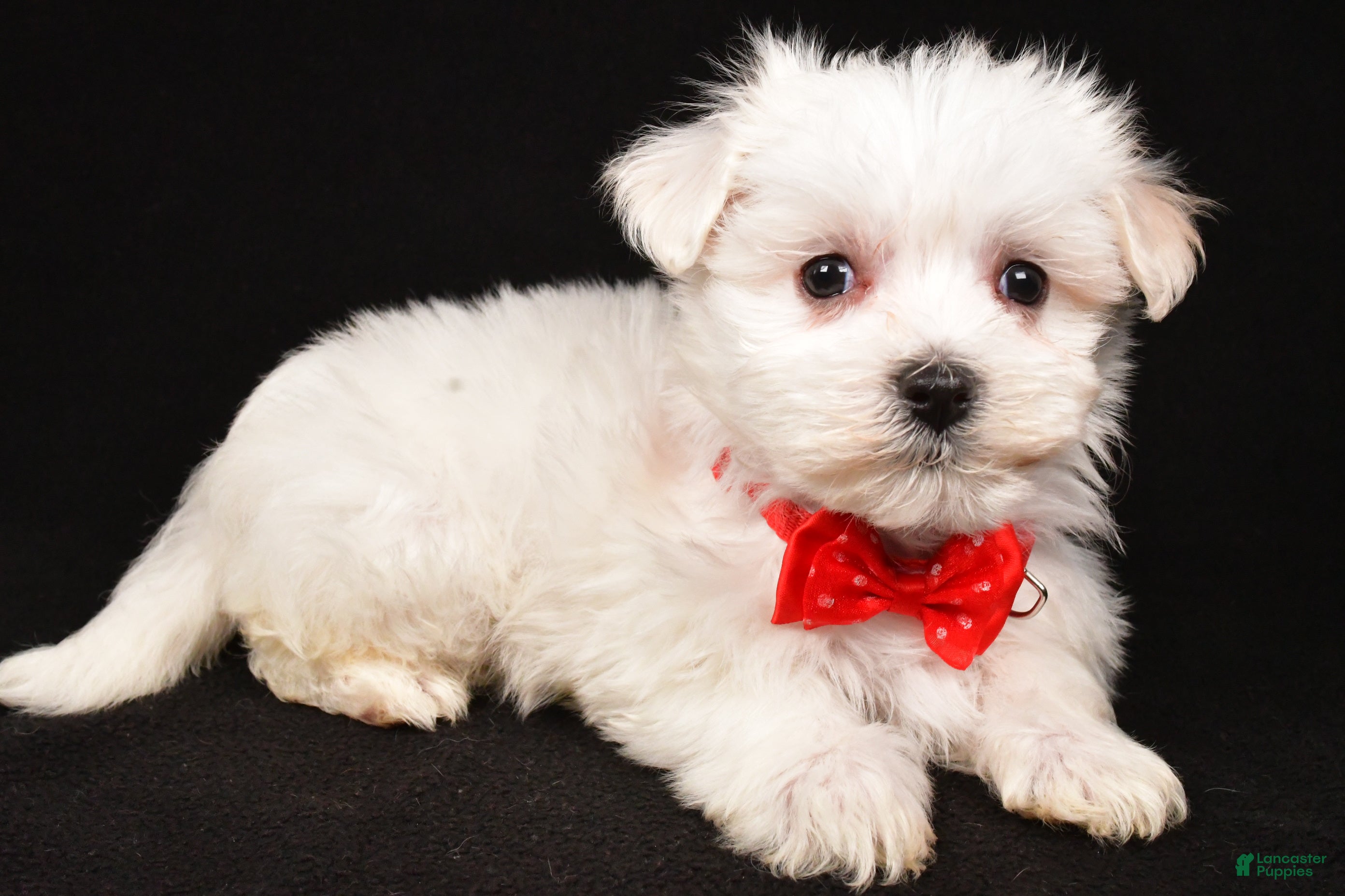 Maltese dogs Minston - Ad 2