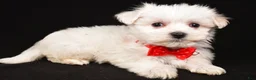 Maltese dogs for sale: Minston - Ad 2