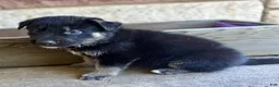 German Shepherd dogs for sale: Peter - Ad 15