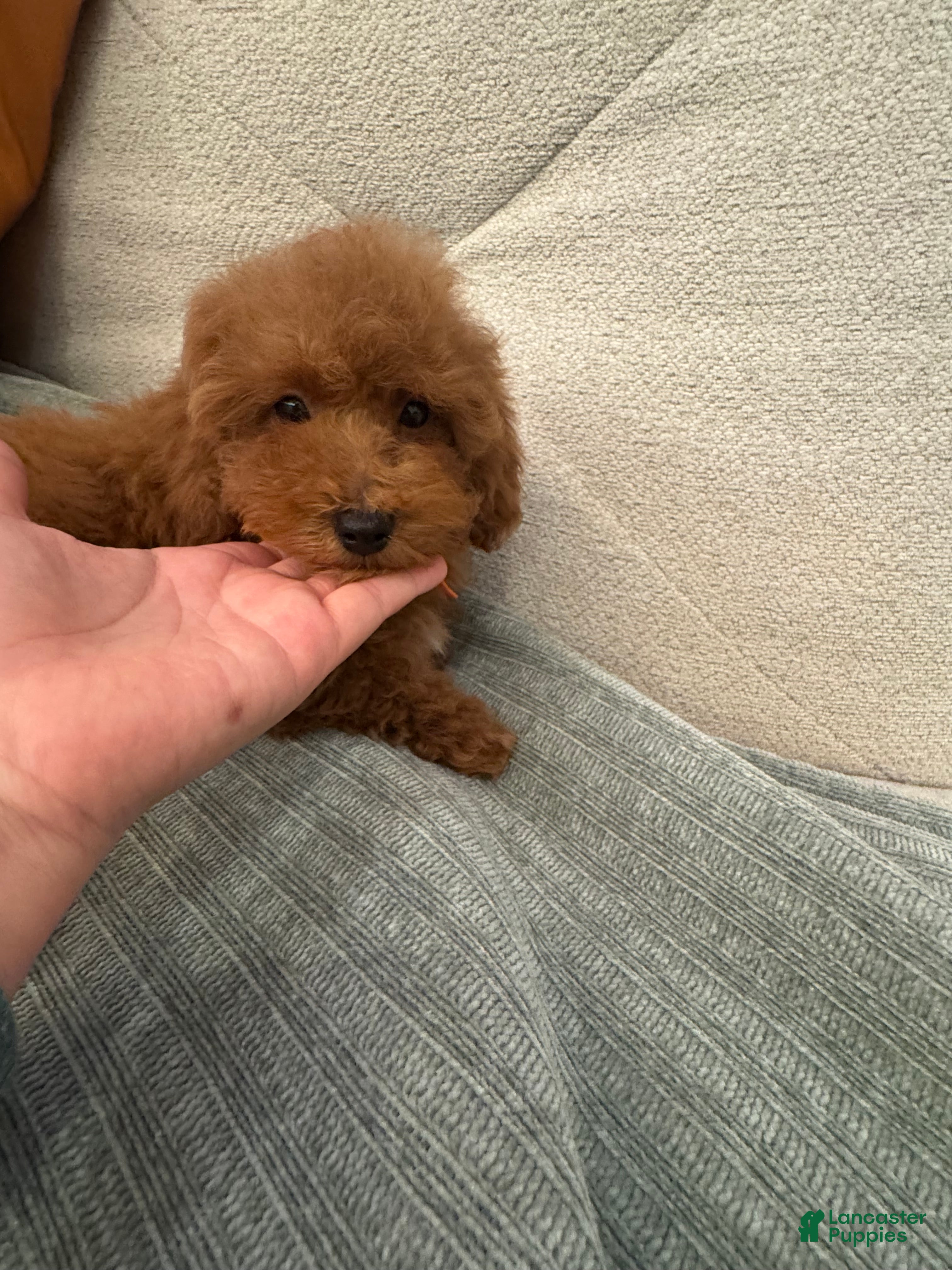 Toy Poodle dogs Mocha - Ad 2