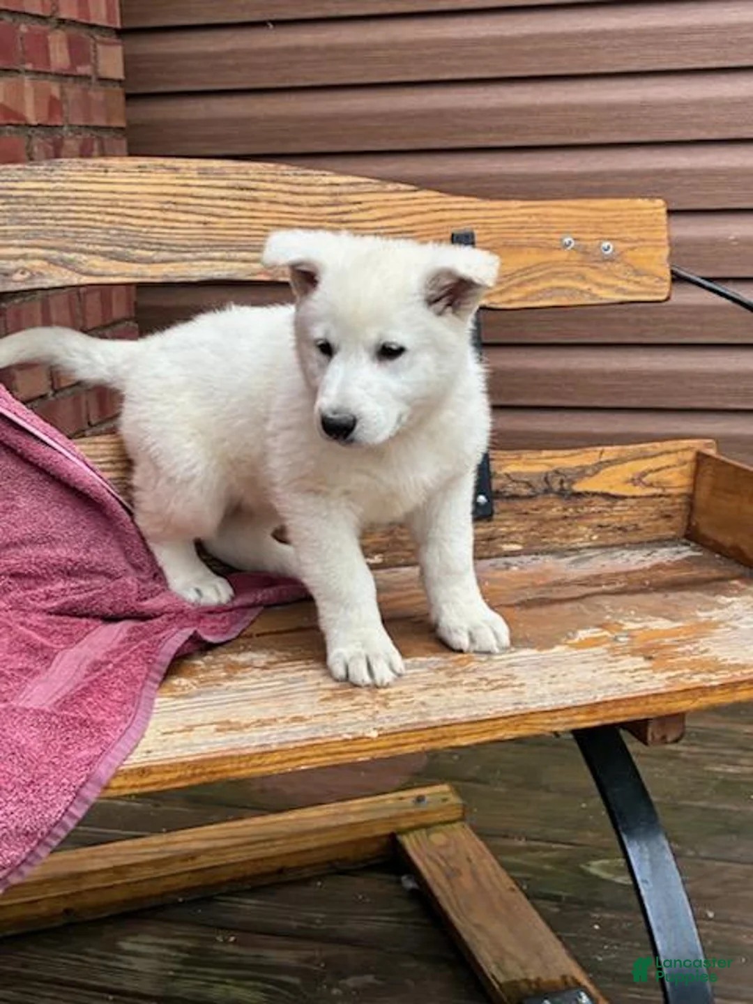 German Shepherd dogs for sale: Sage - Ad 1