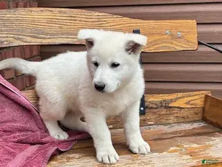 German Shepherd dogs Sage - Ad 15