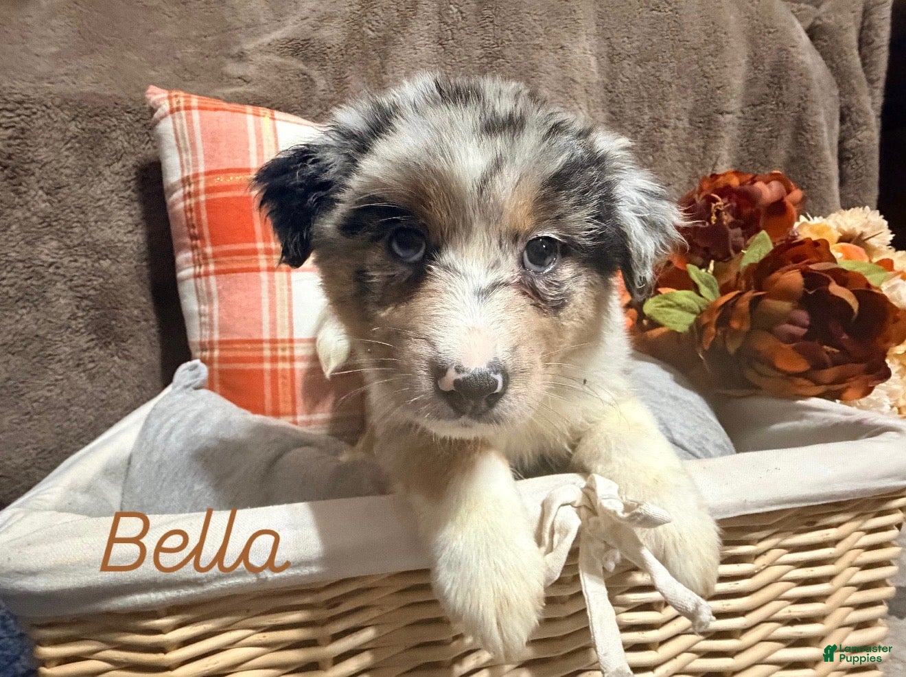 Australian Shepherd dogs Bella - Ad 9