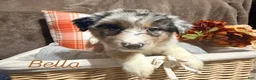 Australian Shepherd dogs for sale: Bella - Ad 1