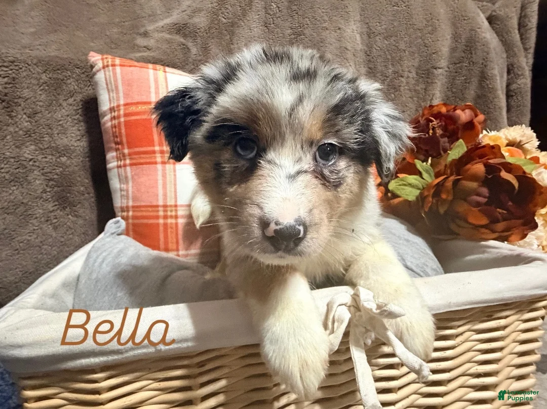 Australian Shepherd dogs for sale: Bella - Ad 1