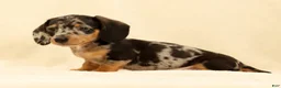 Miniature Dachshund dogs for sale: Winston - Ad 5