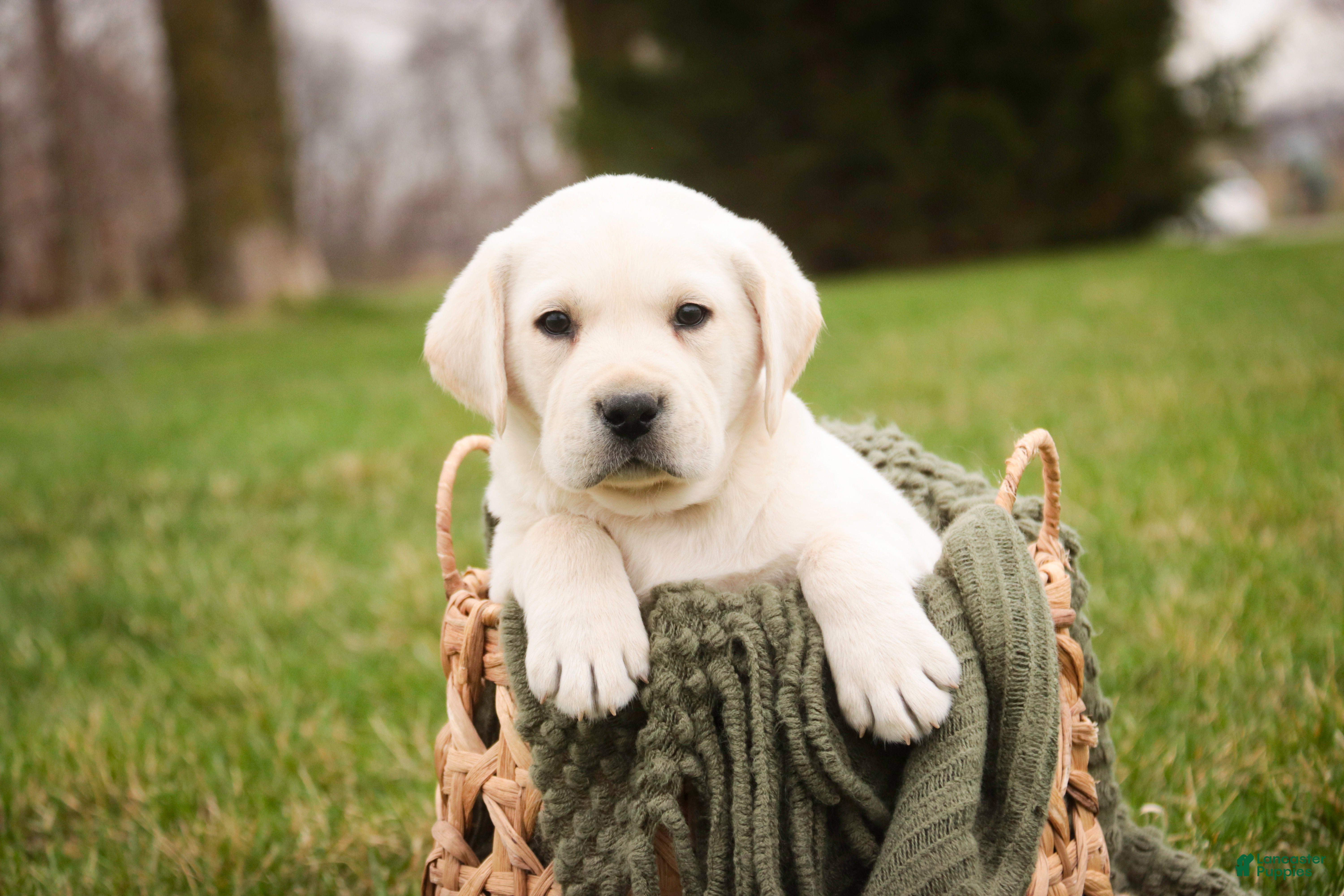 Labrador Retriever dogs Sheldon - Ad 1