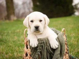 Labrador Retriever dogs for sale: Sheldon - Ad 1