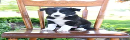 Border Collie dogs for sale: Livia - Ad 3