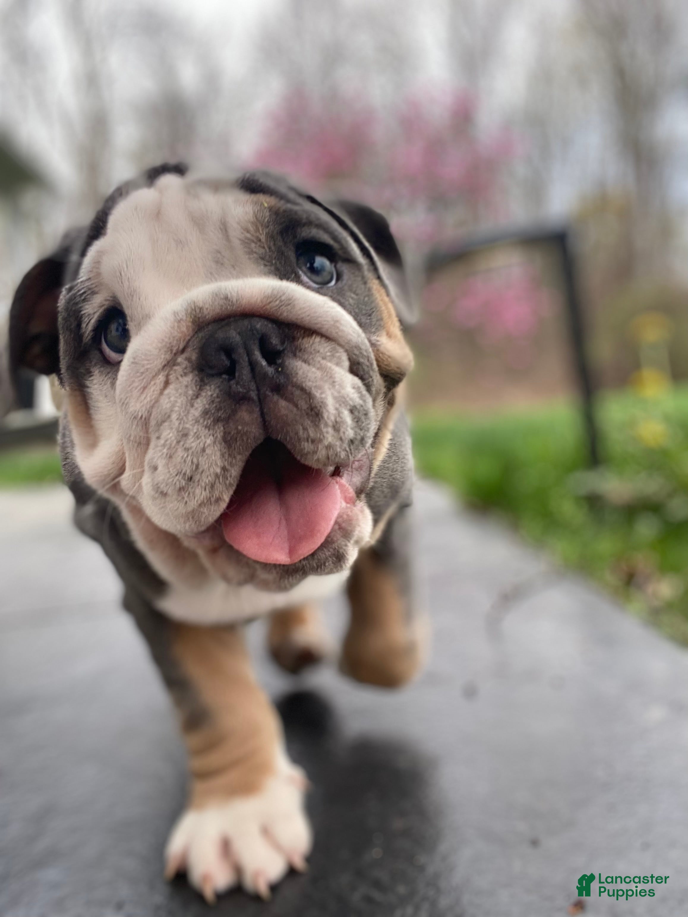English Bulldog dogs Chloe - Ad 41