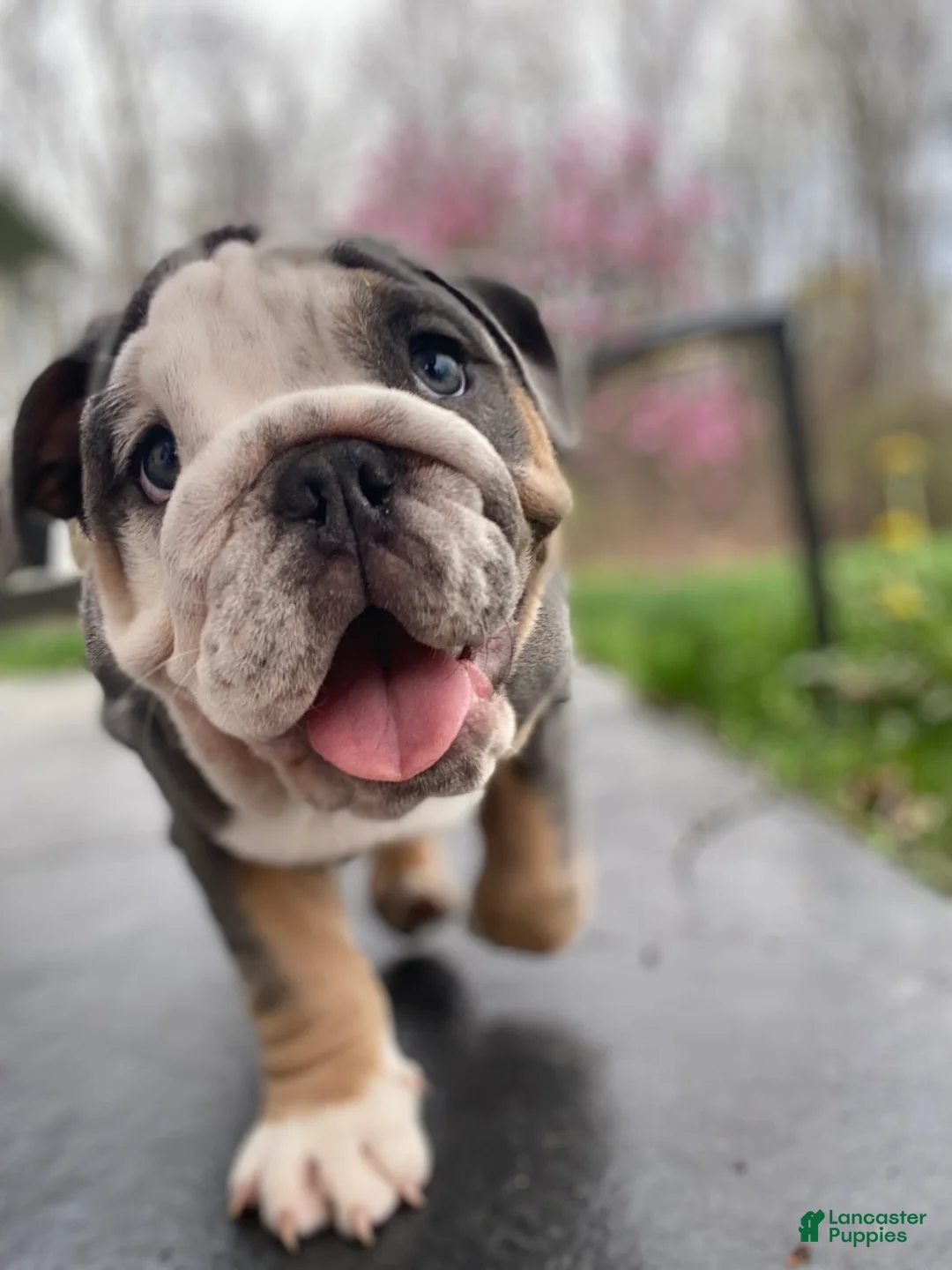 English Bulldog dogs for sale: Chloe - Ad 1
