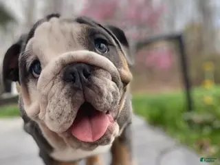 English Bulldog dogs Chloe - Ad 41