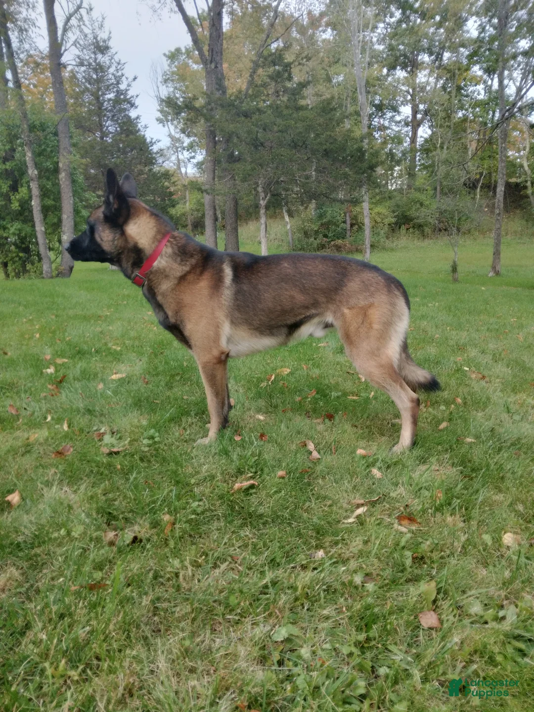 Belgian Malinois dogs for sale: Belgian Malinois Puppy 7 - Ad 6