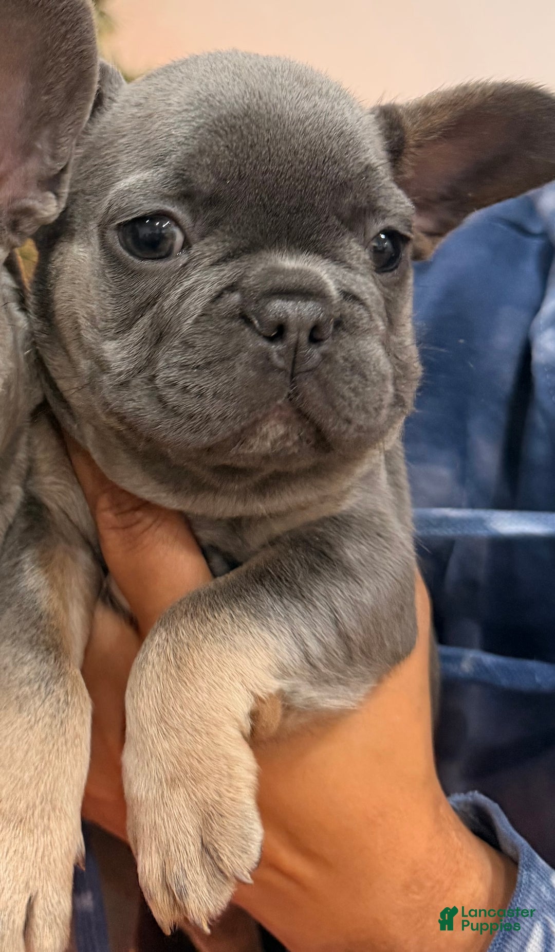 French Bulldog dogs for sale: Prince - Ad 3