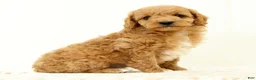 Mini Goldendoodle dogs for sale: Lilly - Ad 4