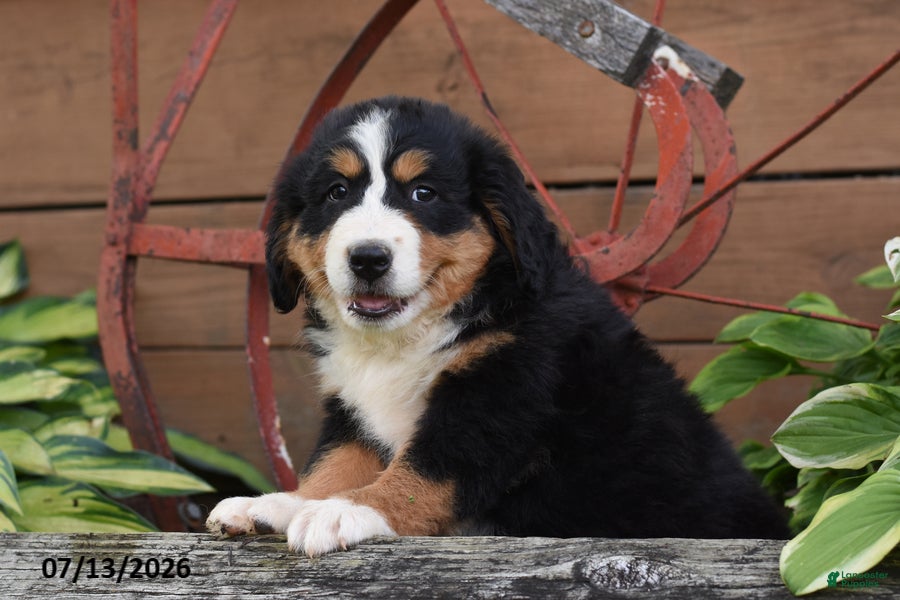 Bernese Mountain Dog dogs Remi - Ad 2