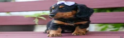 Miniature Dachshund dogs for sale: Sage 🐶 - Ad 13