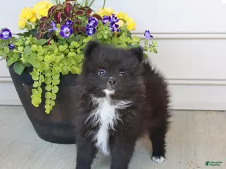 Pomeranian dogs for sale: Tucker - Ad 2