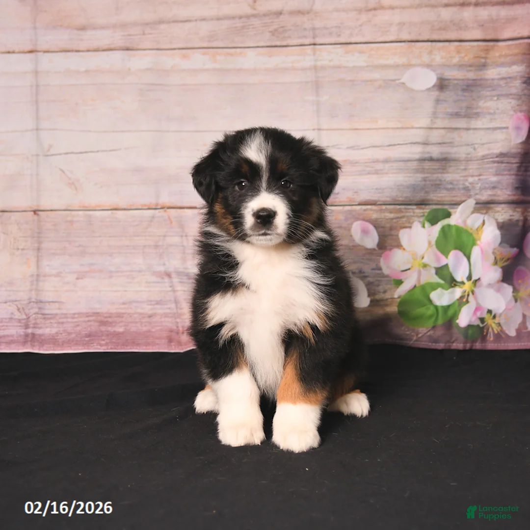 Miniature Australian Shepherd dogs for sale: Tammy - Ad 3