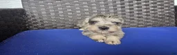 Miniature Schnauzer dogs for sale: Romeo - Ad 2
