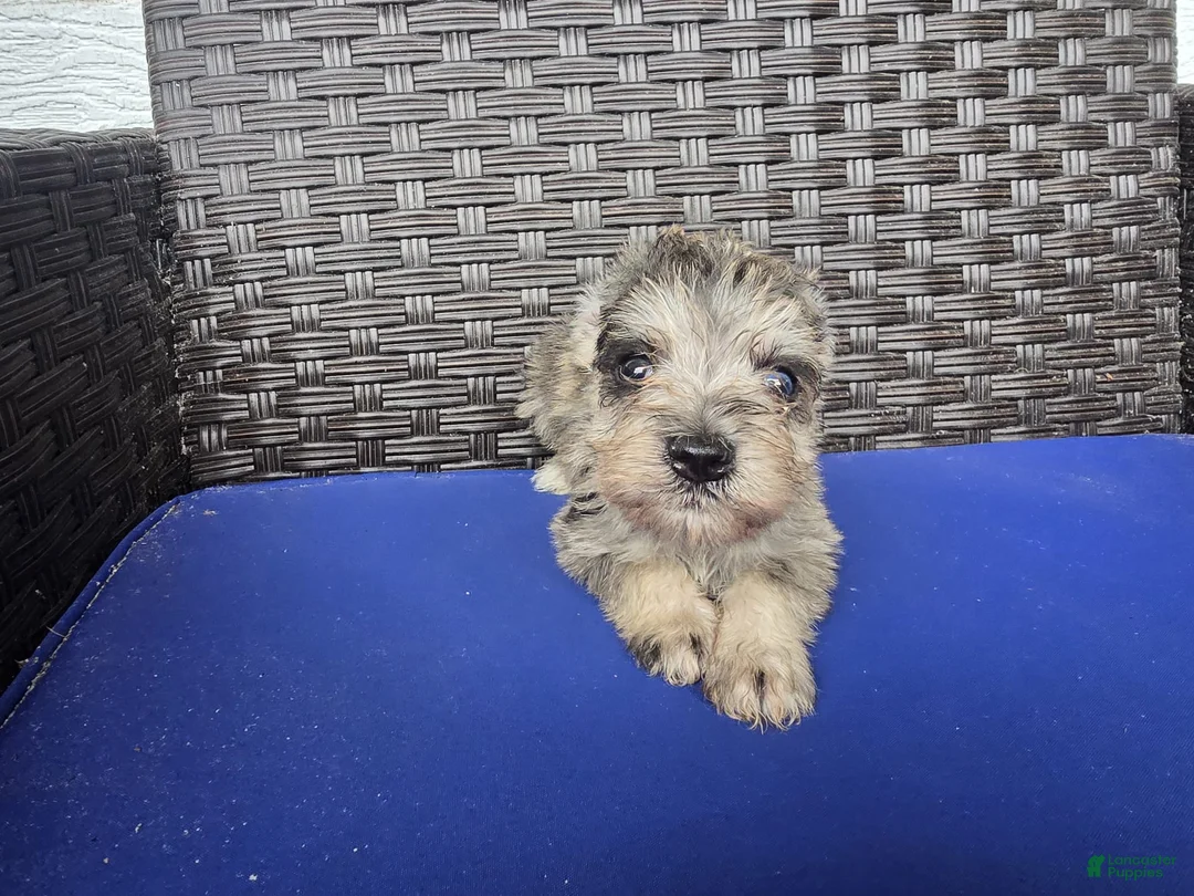 Miniature Schnauzer dogs for sale: Romeo - Ad 2