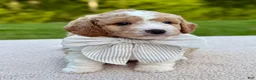 Goldendoodle dogs for sale: Buttons  - Ad 3