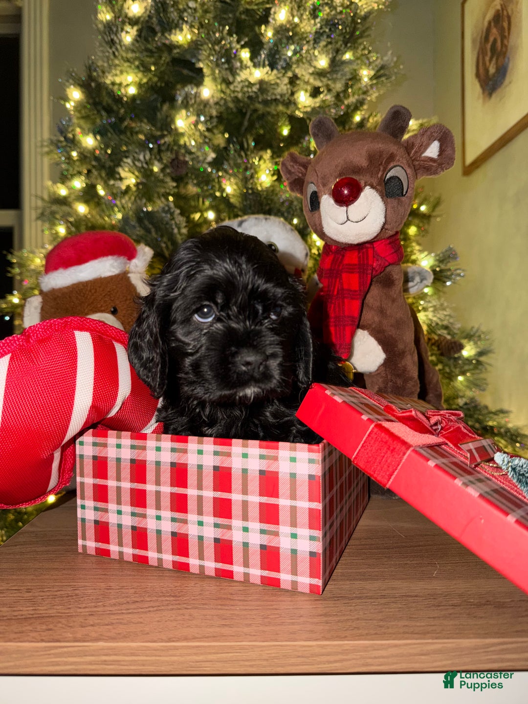 Cocker Spaniel dogs for sale: Cocker Spaniel Puppy 2 - Ad 2