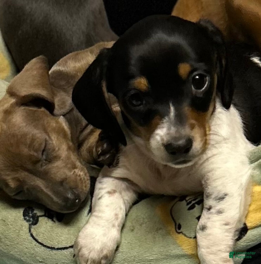 Miniature Dachshund dogs for sale: Sassyfrass  - Ad 10