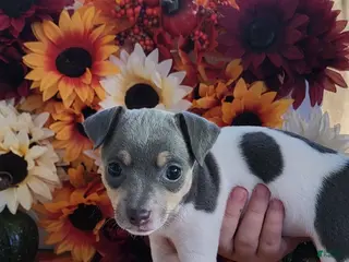 Rat Terrier dogs Lilian - Ad 16