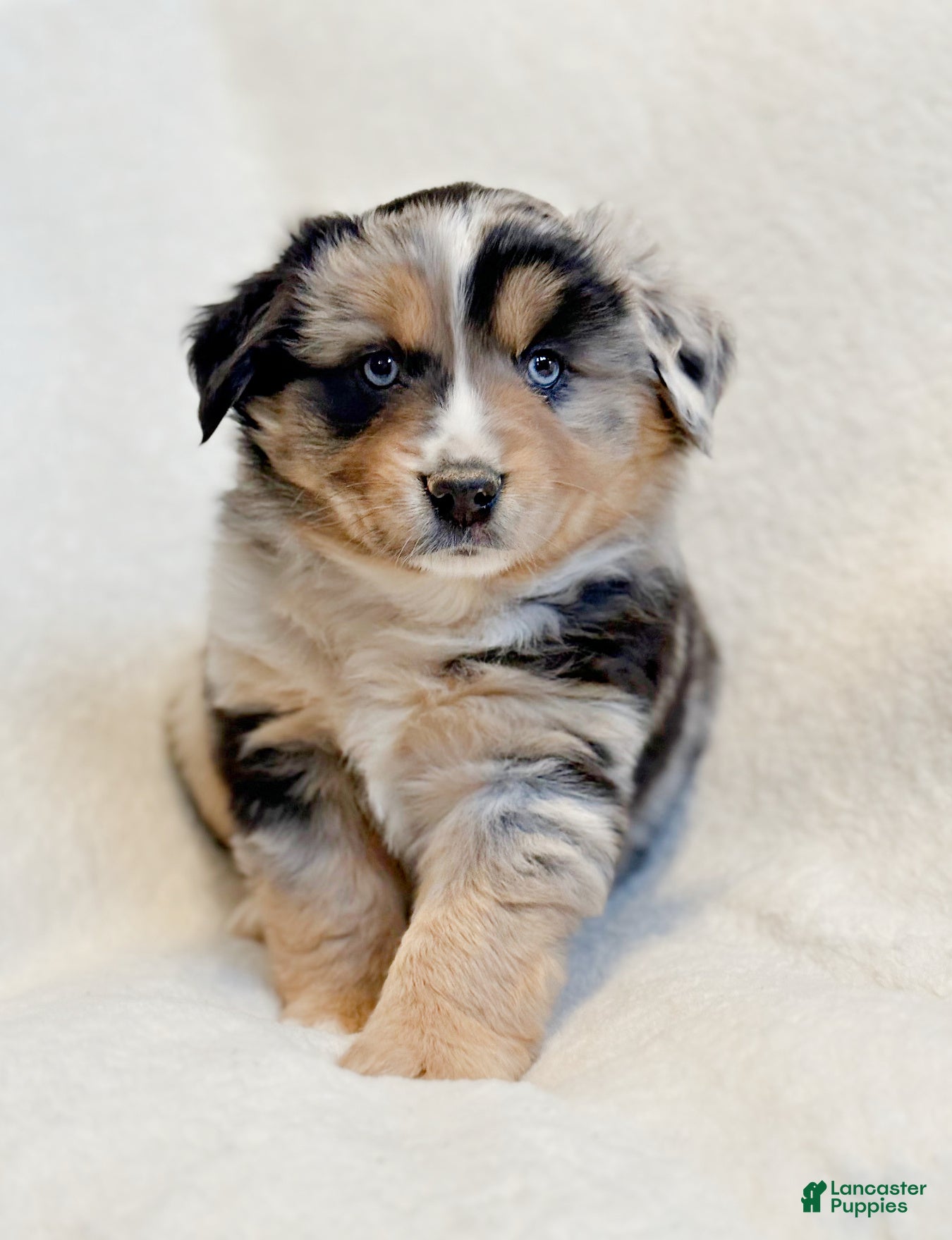 Miniature Australian Shepherd dogs Brooks - Ad 14