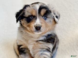 Miniature Australian Shepherd dogs Brooks - Ad 14