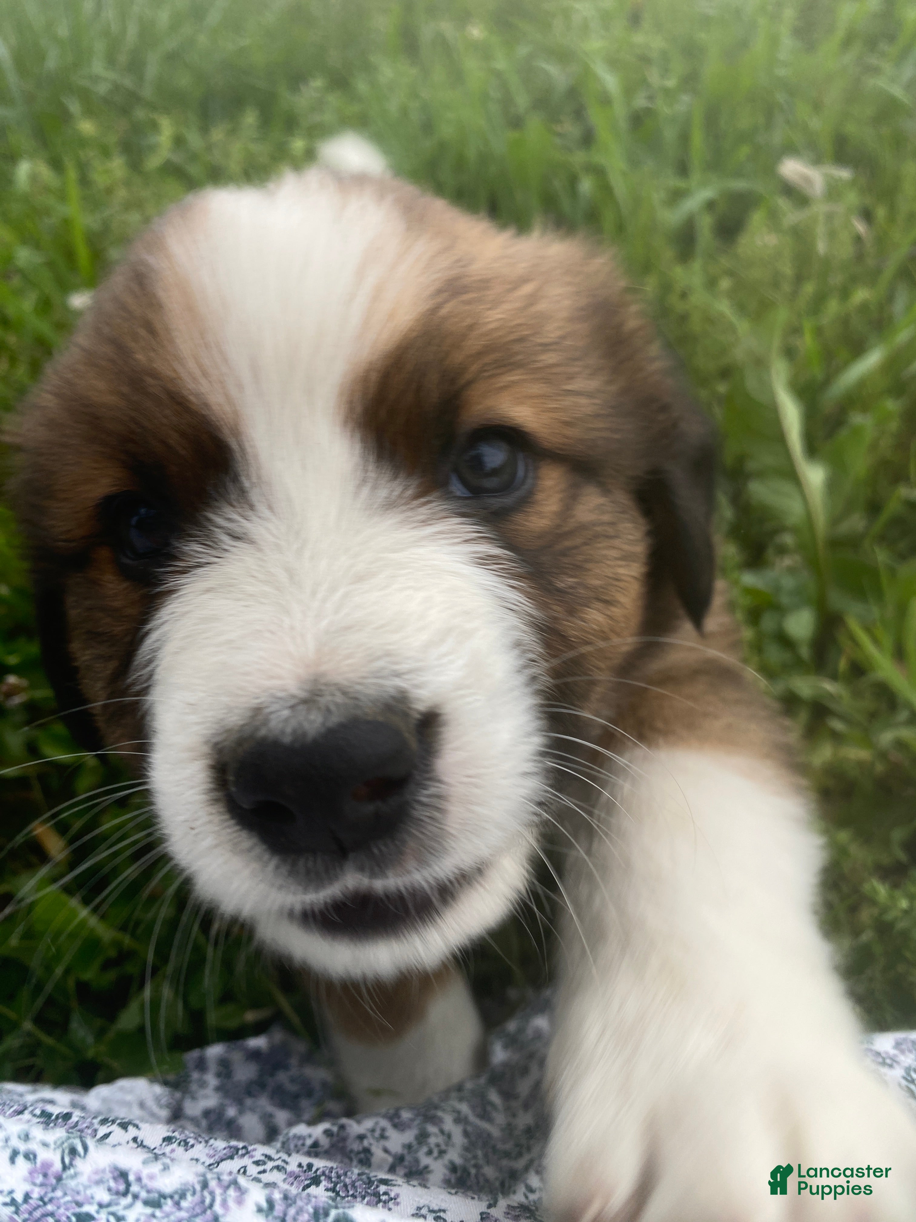 Mixed Breed dogs for sale: ♥️SWEET TIMBER ♥️ - Ad 1