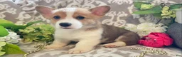 Welsh Corgi Pembroke dogs for sale: Mikey - Ad 1