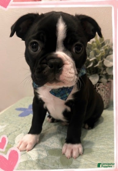 Boston Terrier dogs Dice - Ad 35