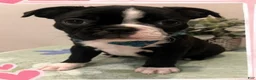 Boston Terrier dogs for sale: Dice - Ad 1