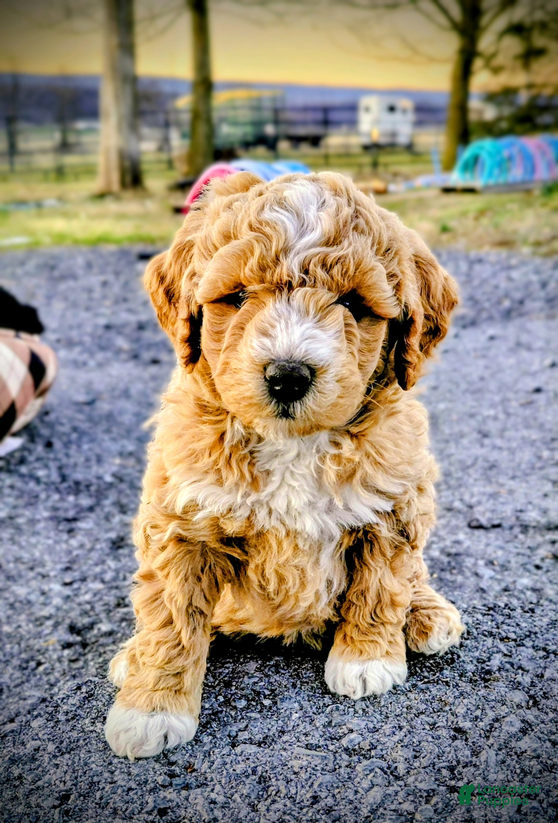 Mini Goldendoodle dogs Mini Goldendoodle LUCKY - Ad 2