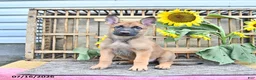 Mixed Breed dogs for sale: Archie - Ad 3