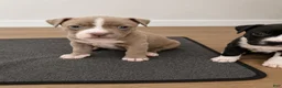 American Pit Bull Terrier dogs for sale:  1 - Ad 1