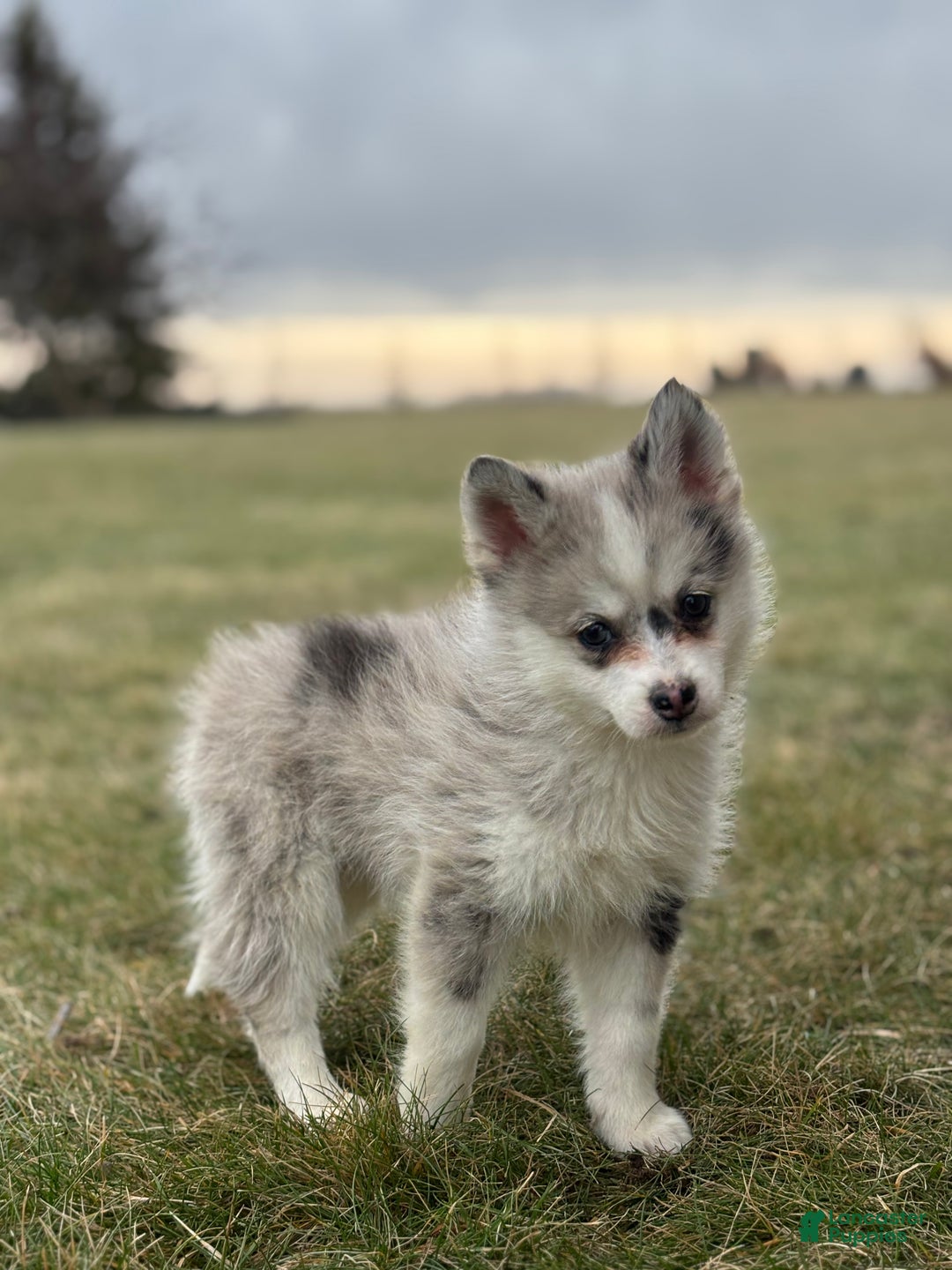 Pomsky dogs for sale: Timothy - Ad 3