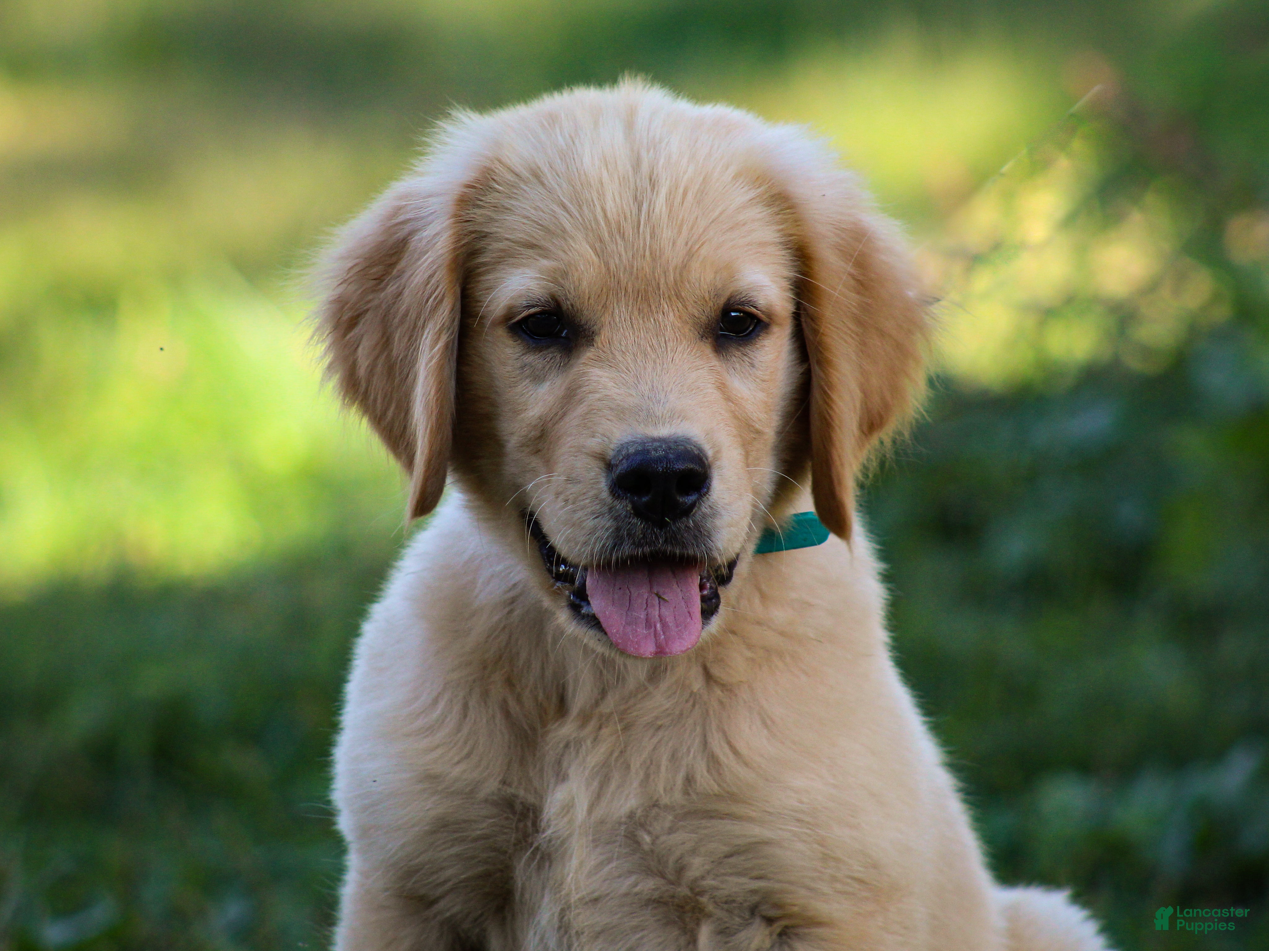 Golden Retriever (Golden Retriever, Male) in Liberty, KY