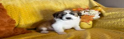 Mixed Breed dogs for sale: Gaston - Ad 8