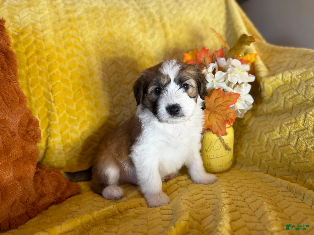 Mixed Breed dogs for sale: Gaston - Ad 8