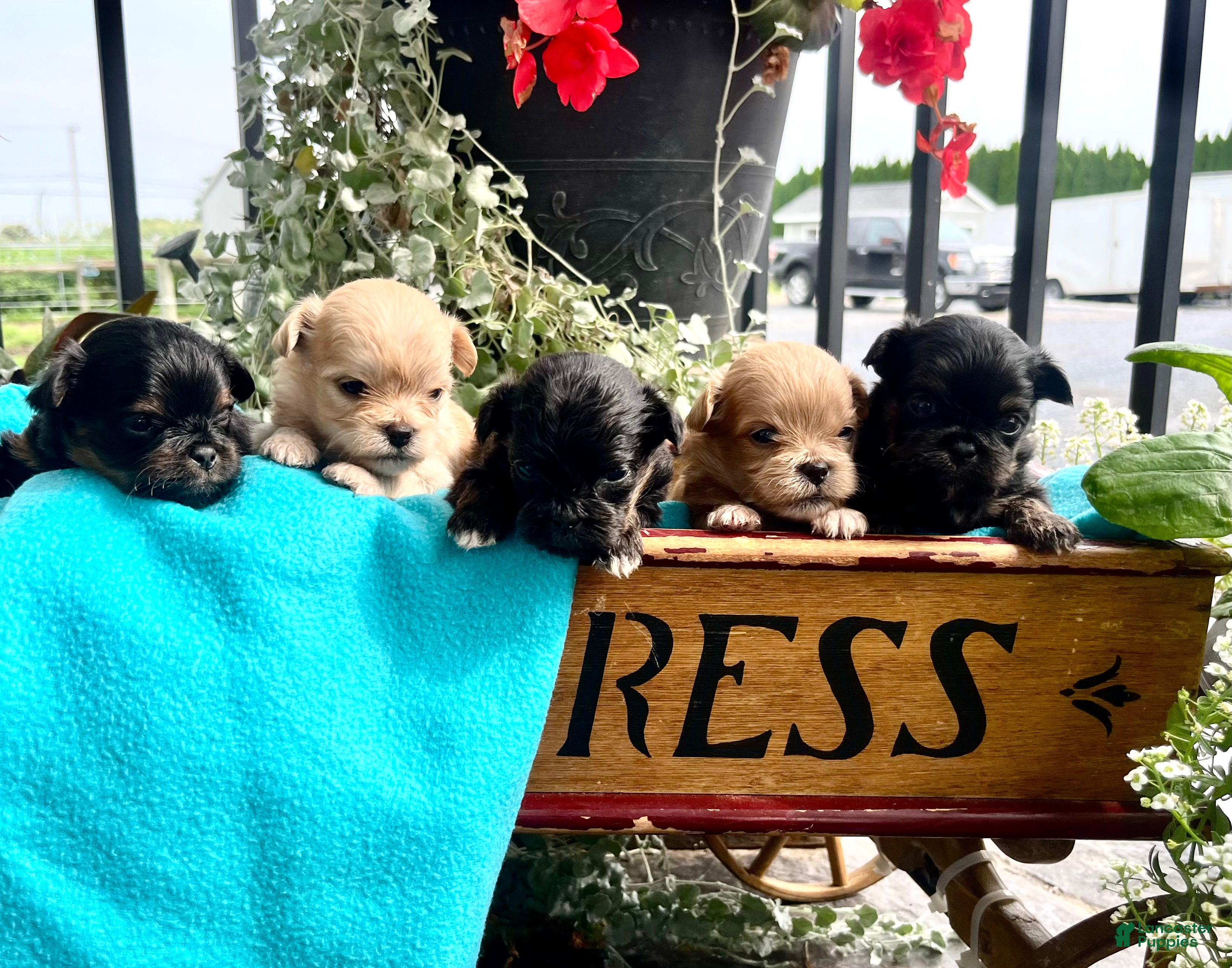 Pekapoo dogs Gumball ❤️Text or Call today for a Play date🐾 - Ad 1
