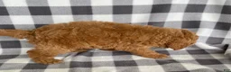 Mini Bernedoodle dogs for sale: Petey - Ad 3