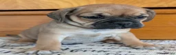Puggle dogs for sale: Kati - Ad 7