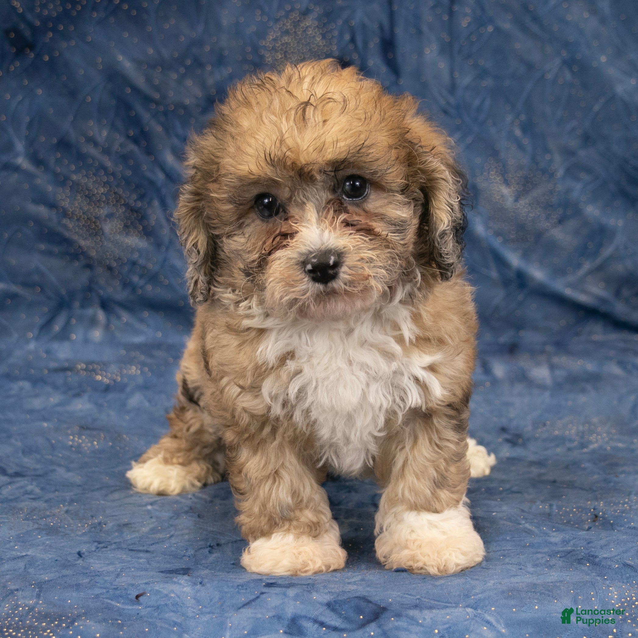 Havapoo dogs Dexter - Ad 1