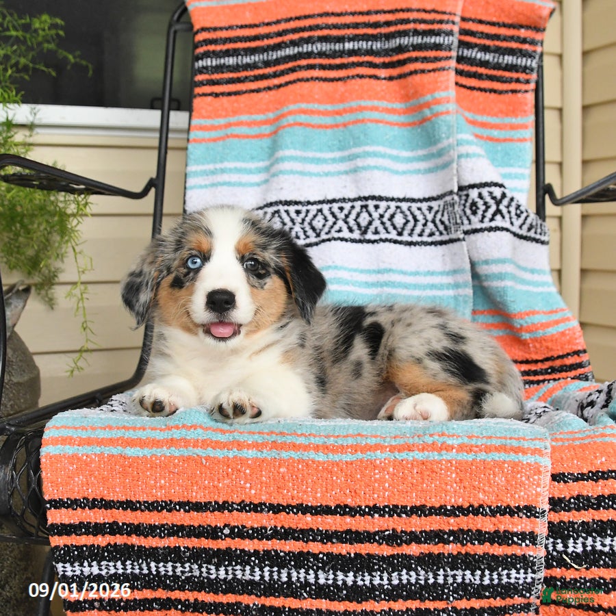 Mixed Breed dogs Timber - Ad 2